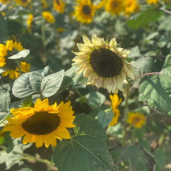 Meet your Posher, Sara - Picture 1 of 1